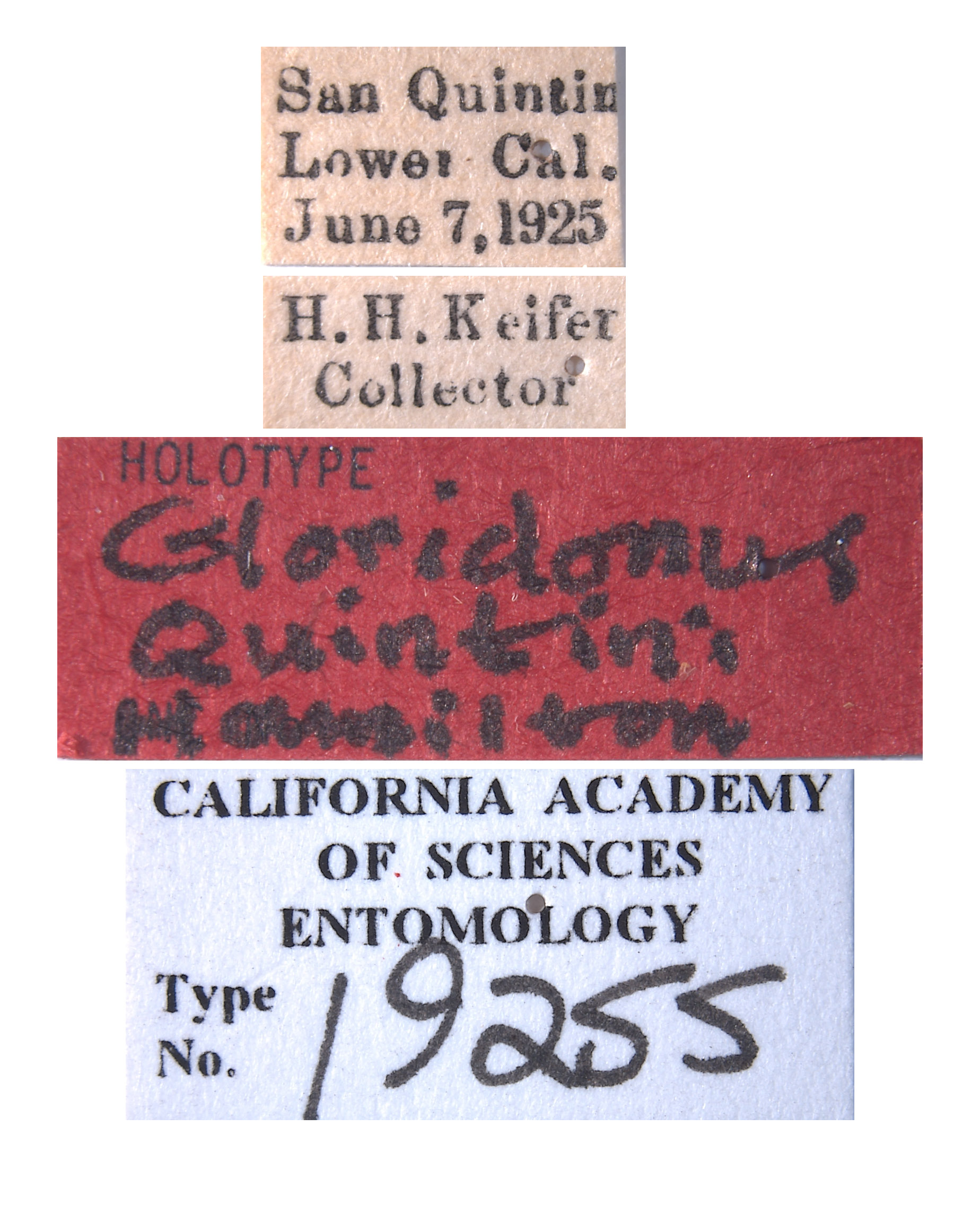 Gloridonus quintini image