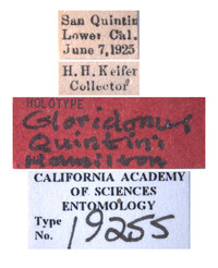 Gloridonus quintini image