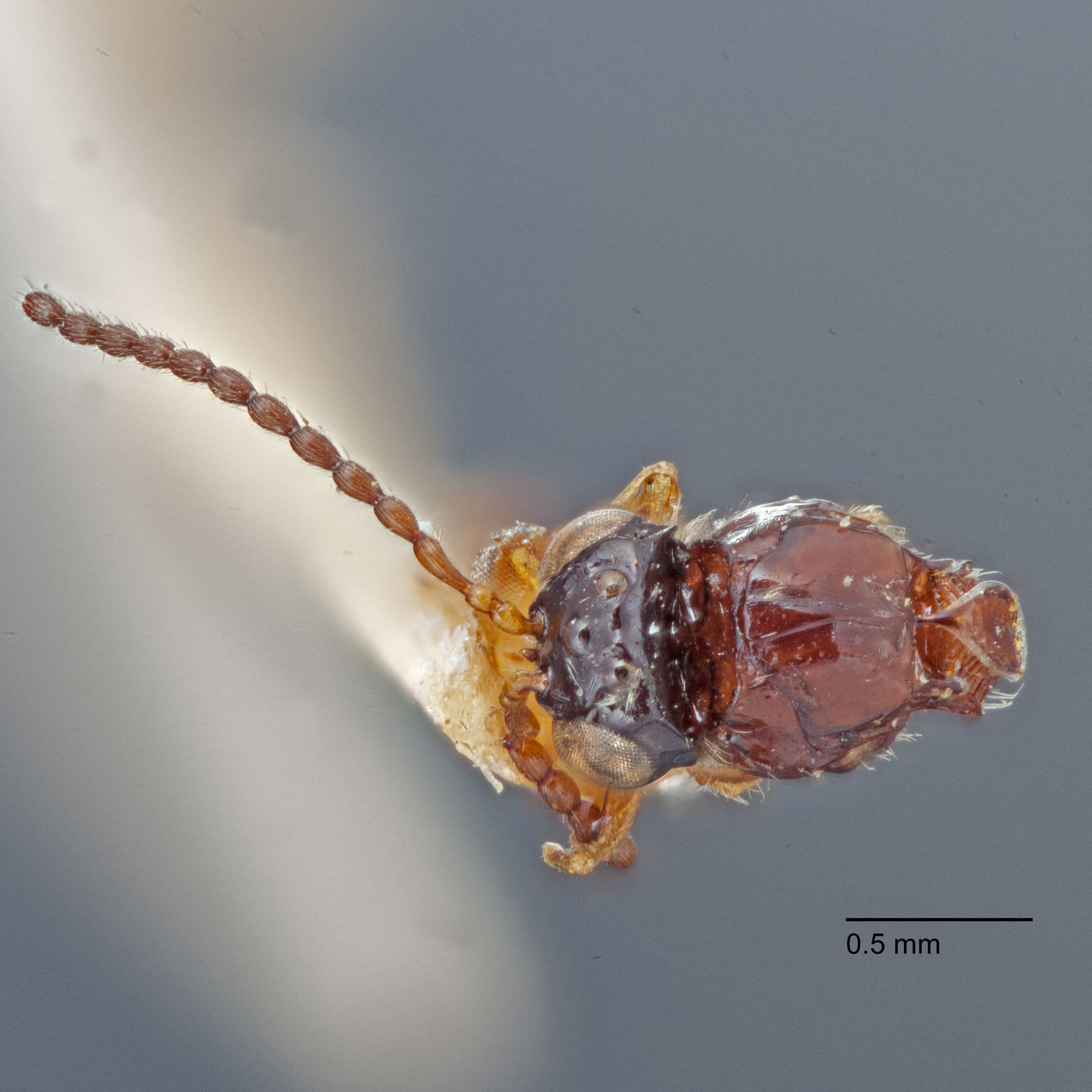 Rhabdeucoela image