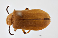 Tetraonyx dubiosus image