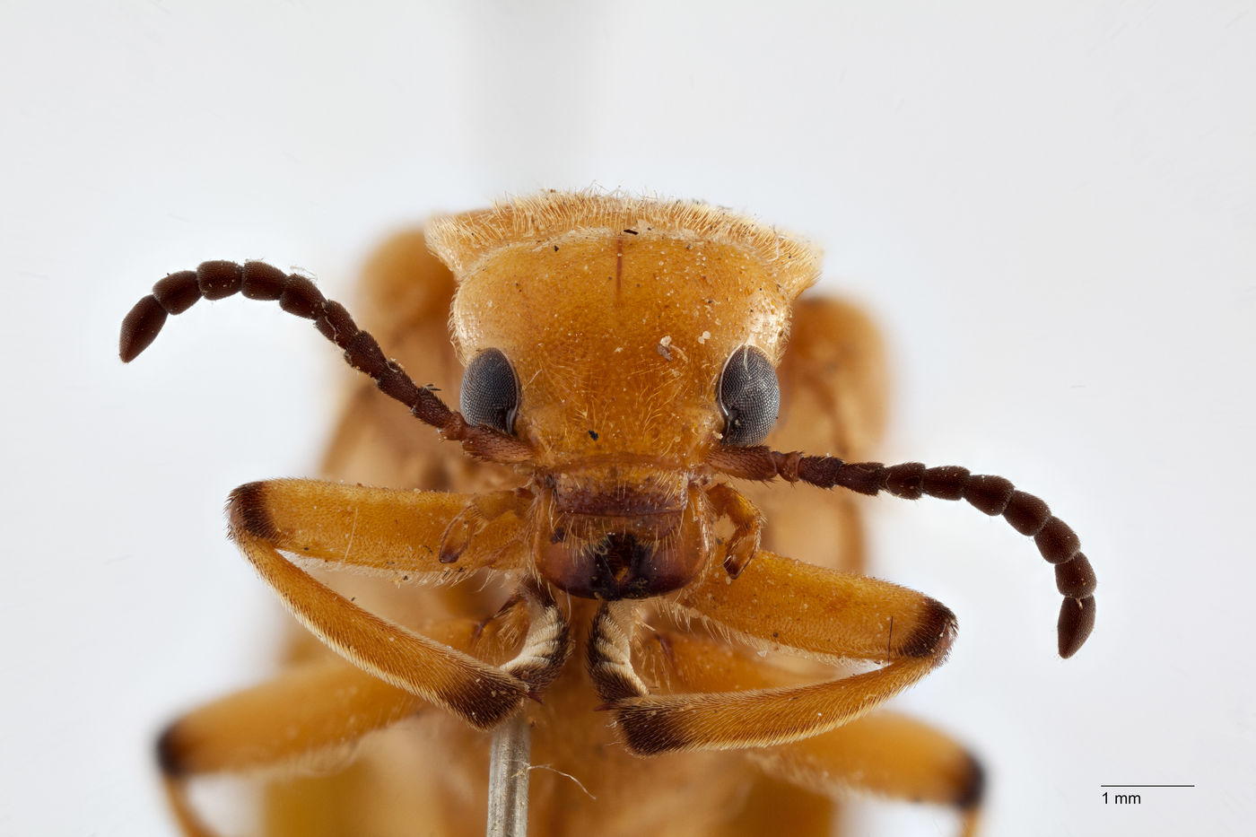 Tetraonyx dubiosus image