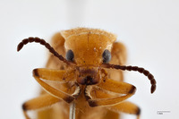 Tetraonyx dubiosus image