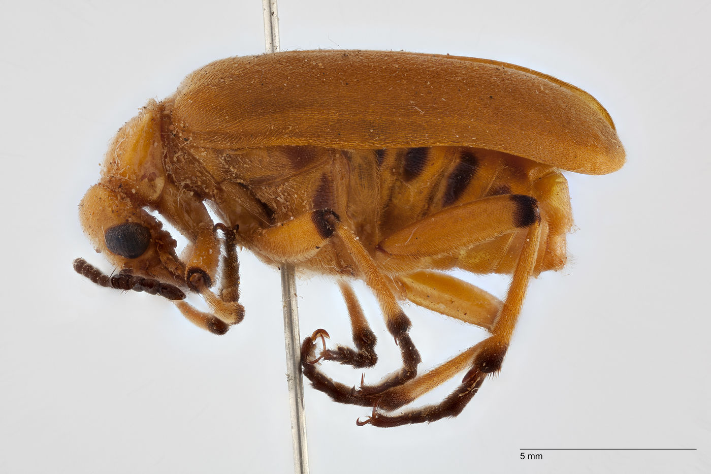 Tetraonyx dubiosus image