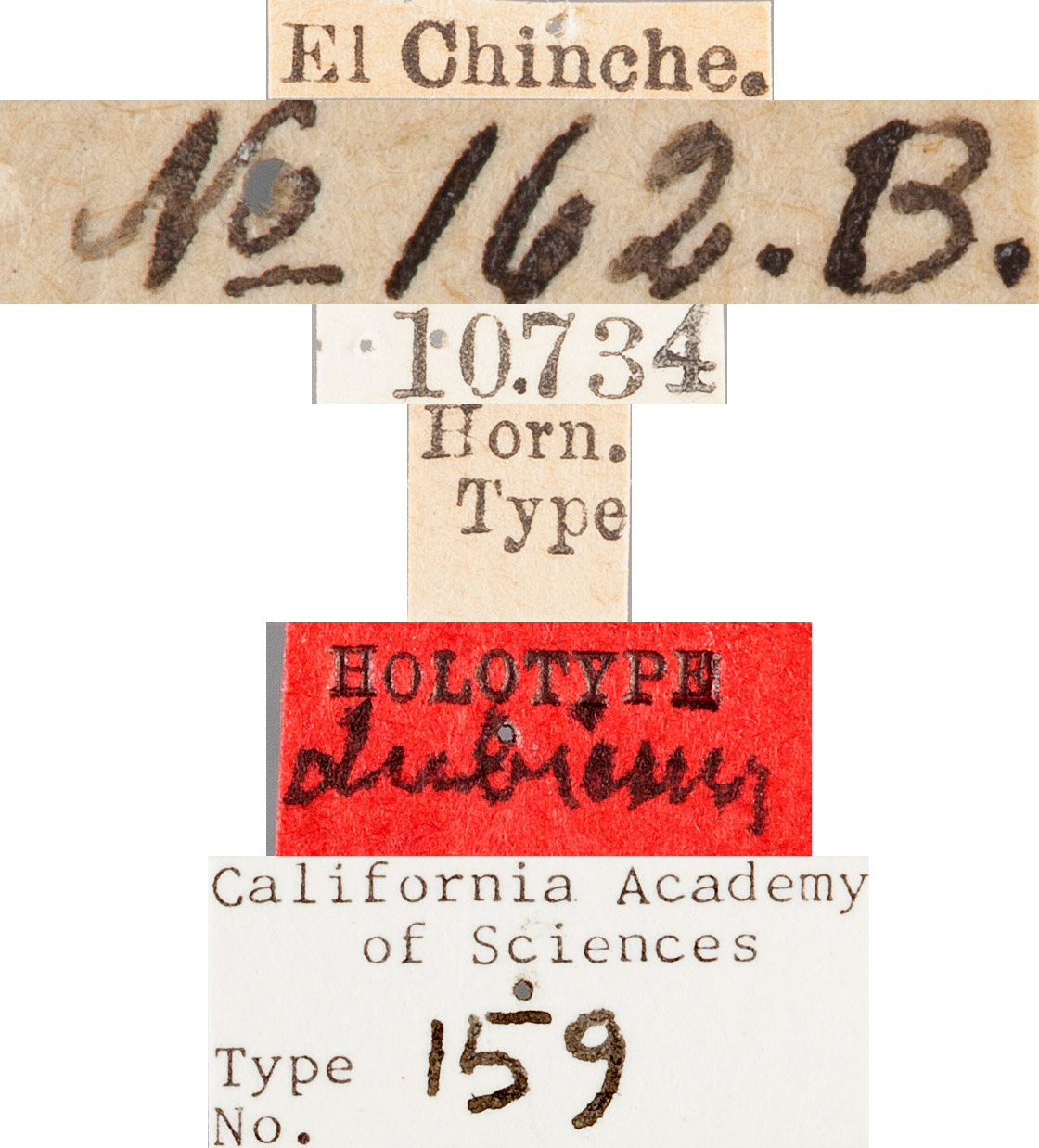 Tetraonyx dubiosus image