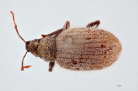 Geodercodes hispidus image