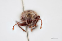 Geodercodes hispidus image