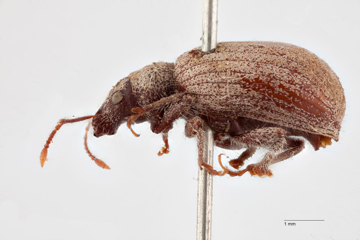 Geodercodes hispidus image