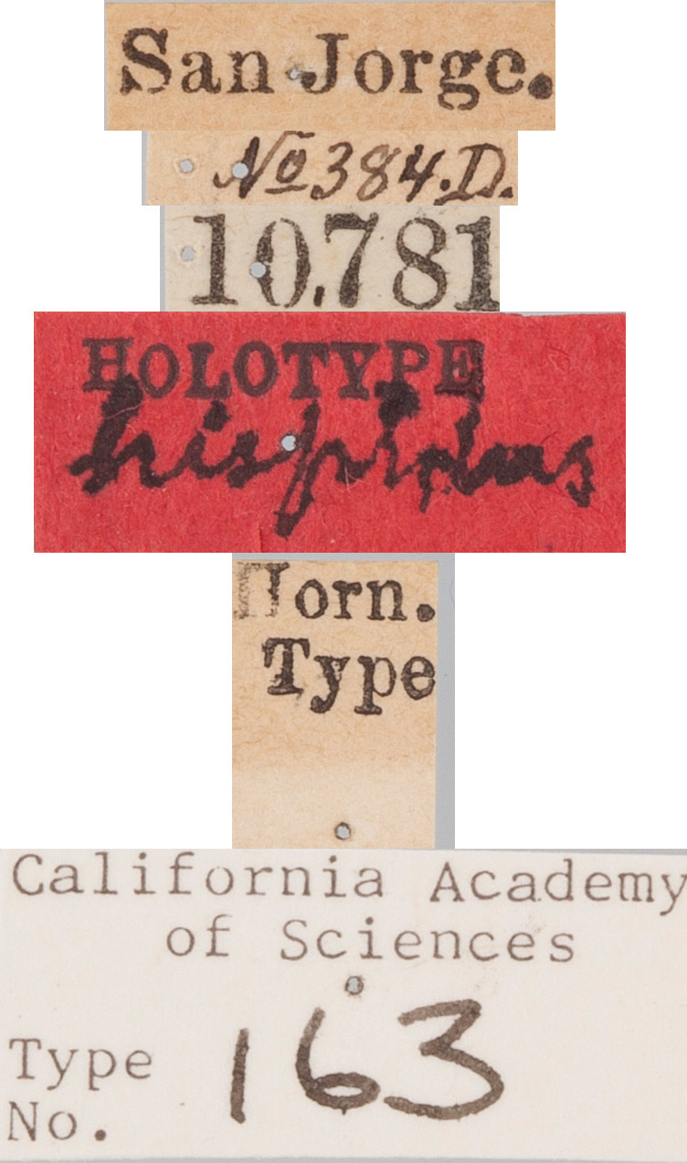 Geodercodes hispidus image