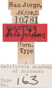 Geodercodes hispidus image