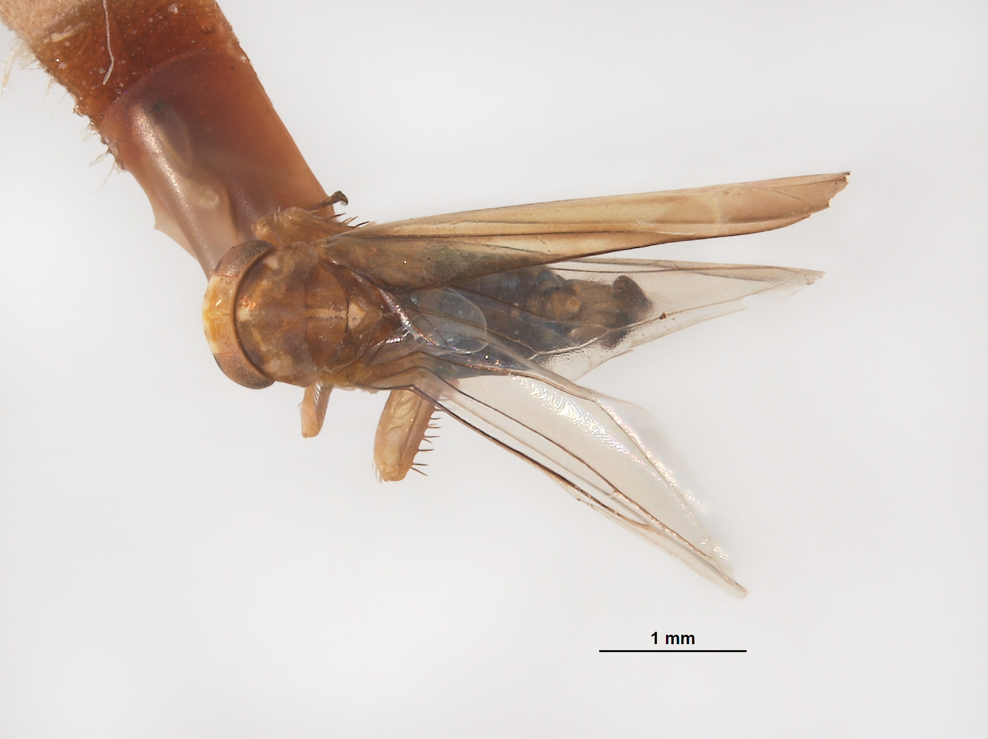 Empoasca sublactea image