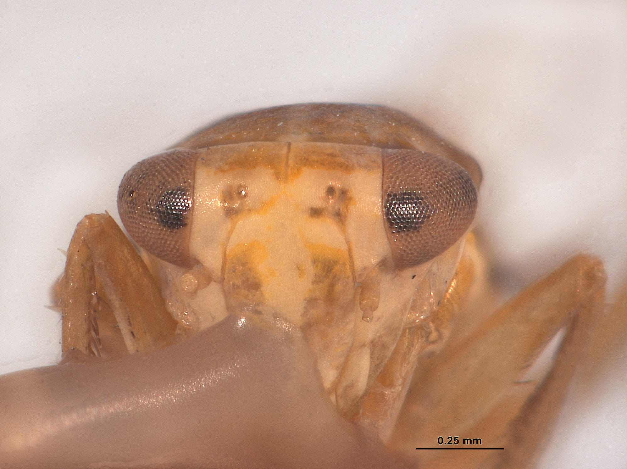 Empoasca sublactea image