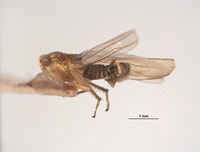Empoasca sublactea image
