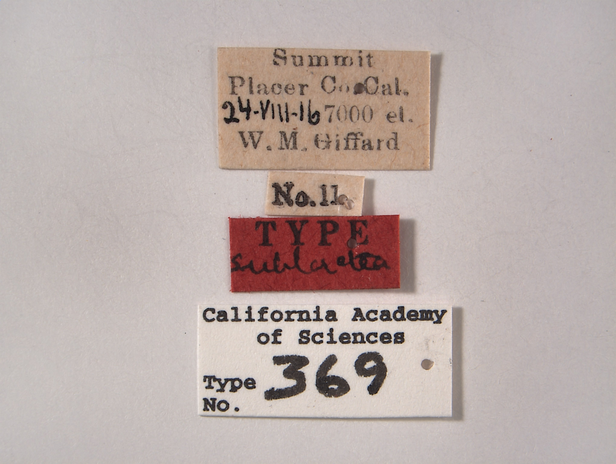 Empoasca sublactea image