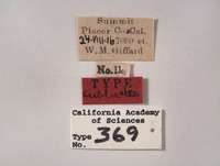 Empoasca sublactea image