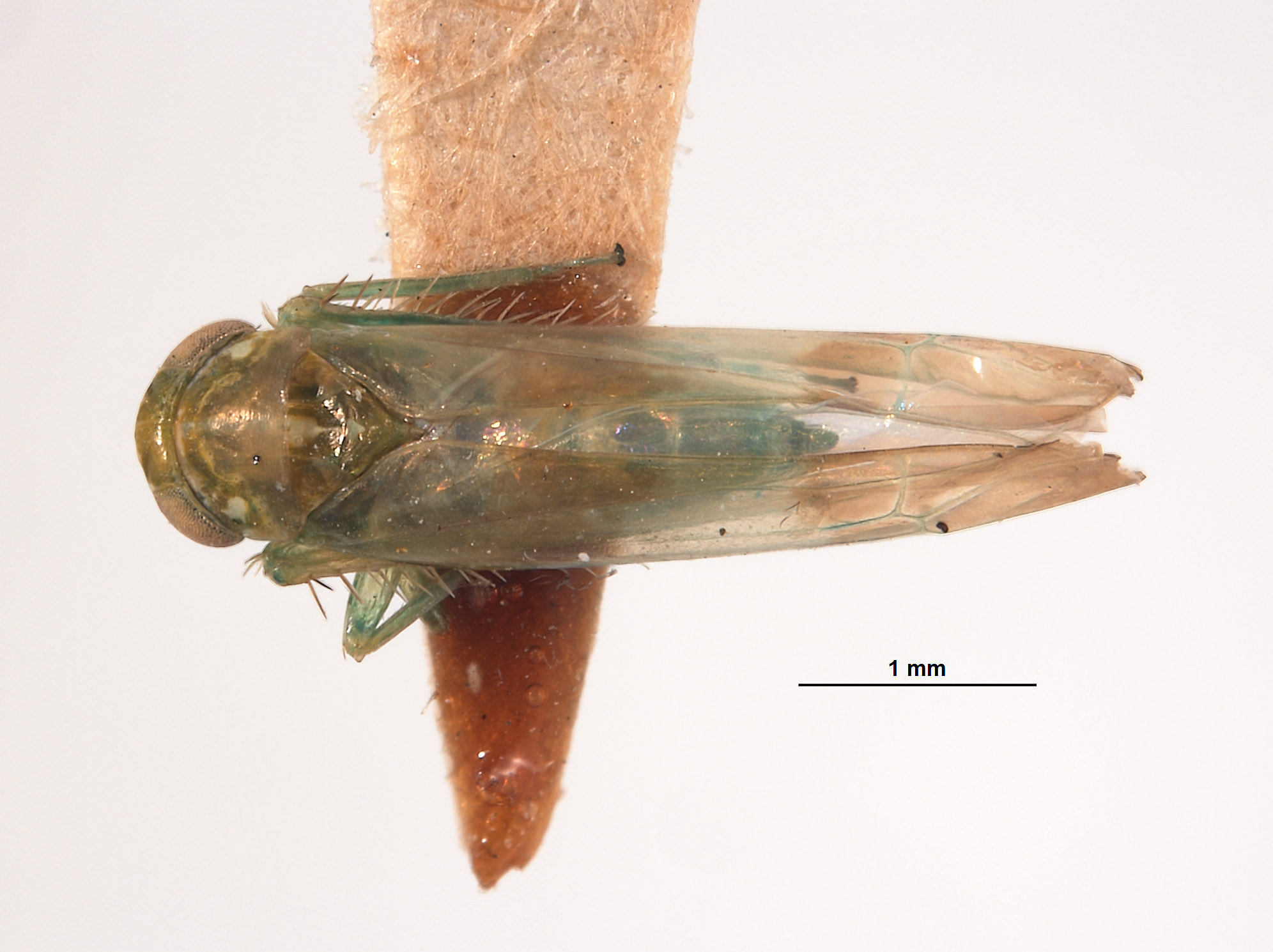 Empoasca transversa image