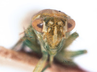 Empoasca transversa image