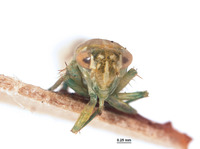 Empoasca transversa image