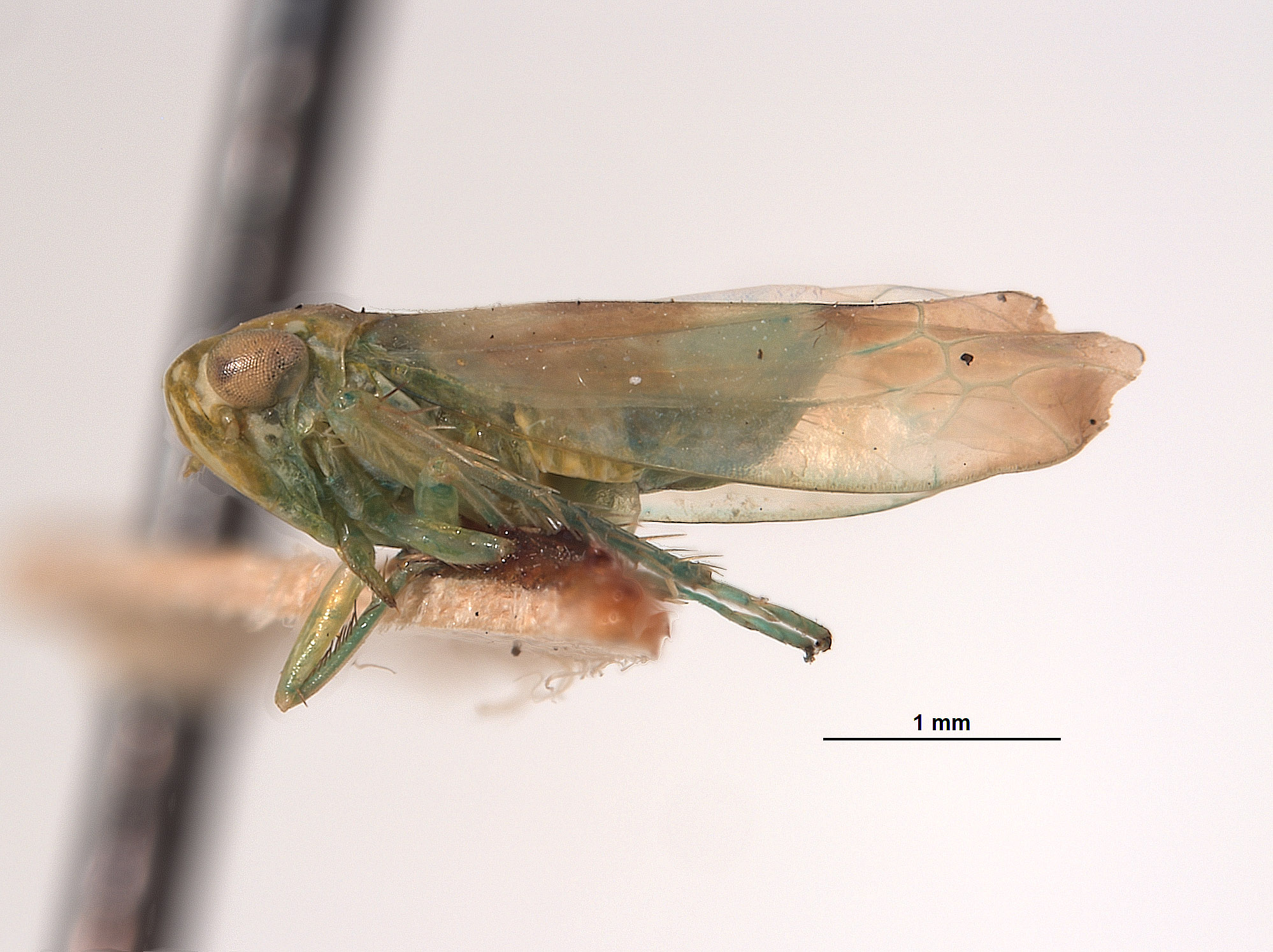 Empoasca transversa image