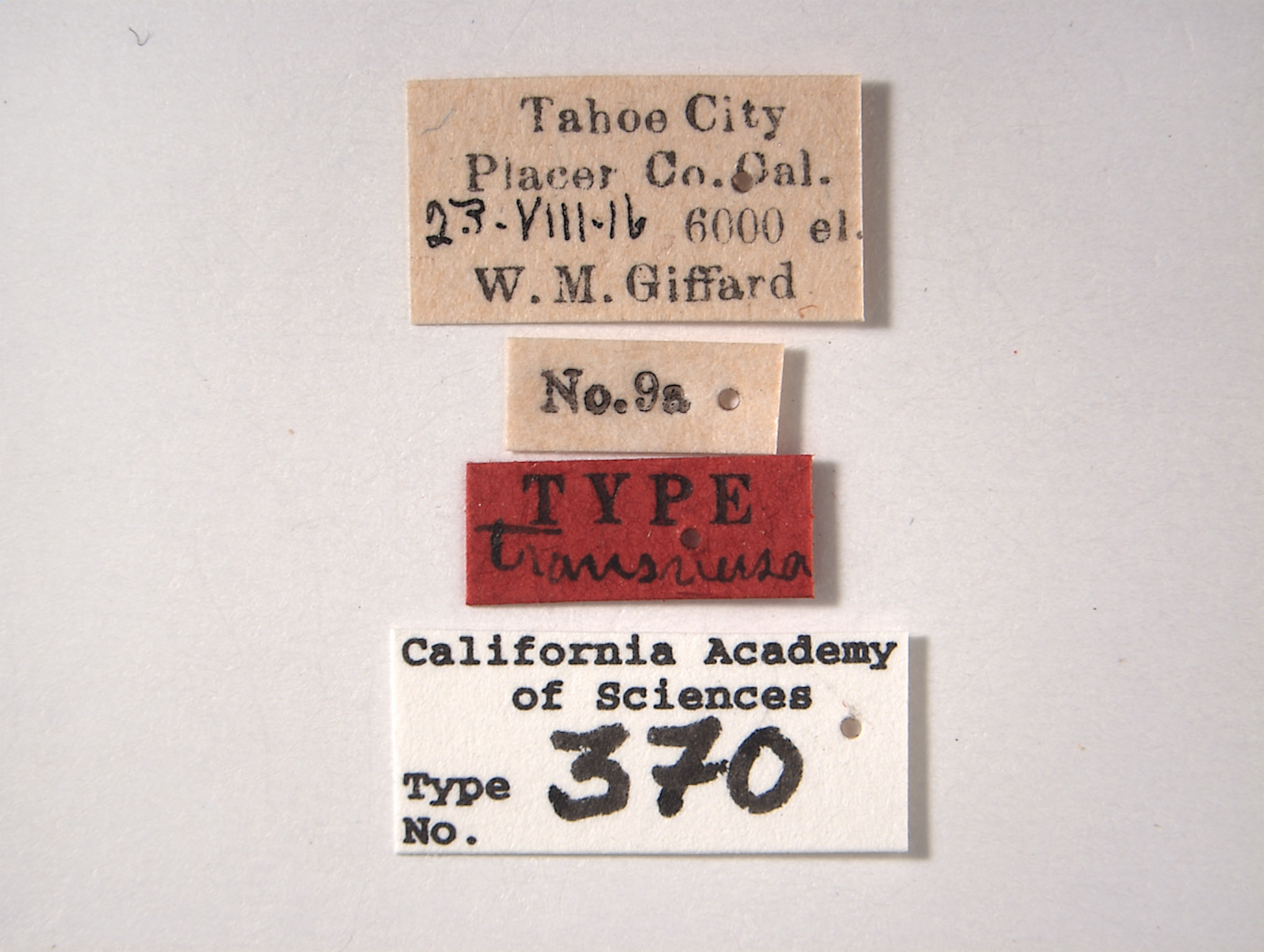 Empoasca transversa image