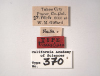 Empoasca transversa image