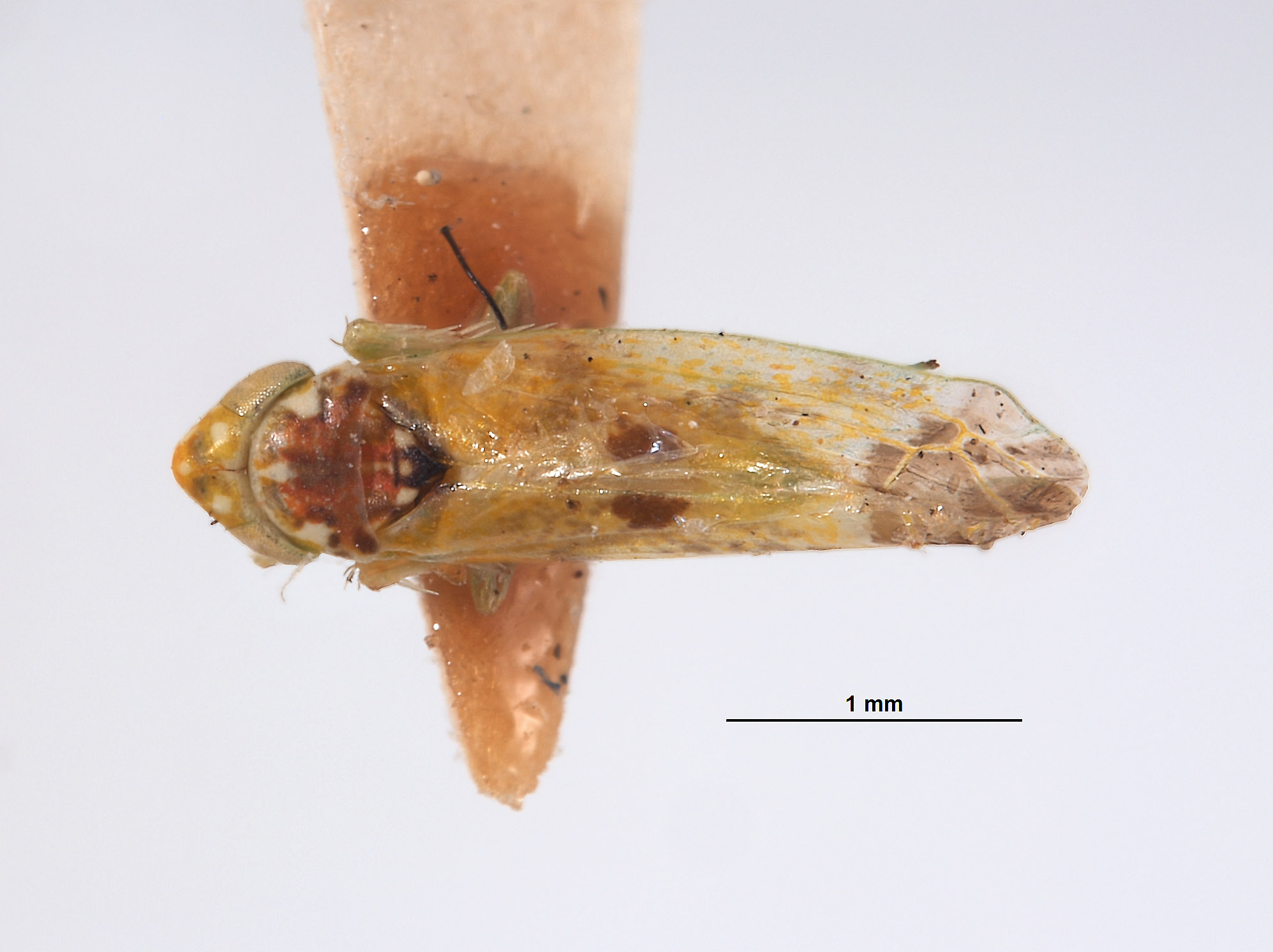 Empoasca ruficeps image