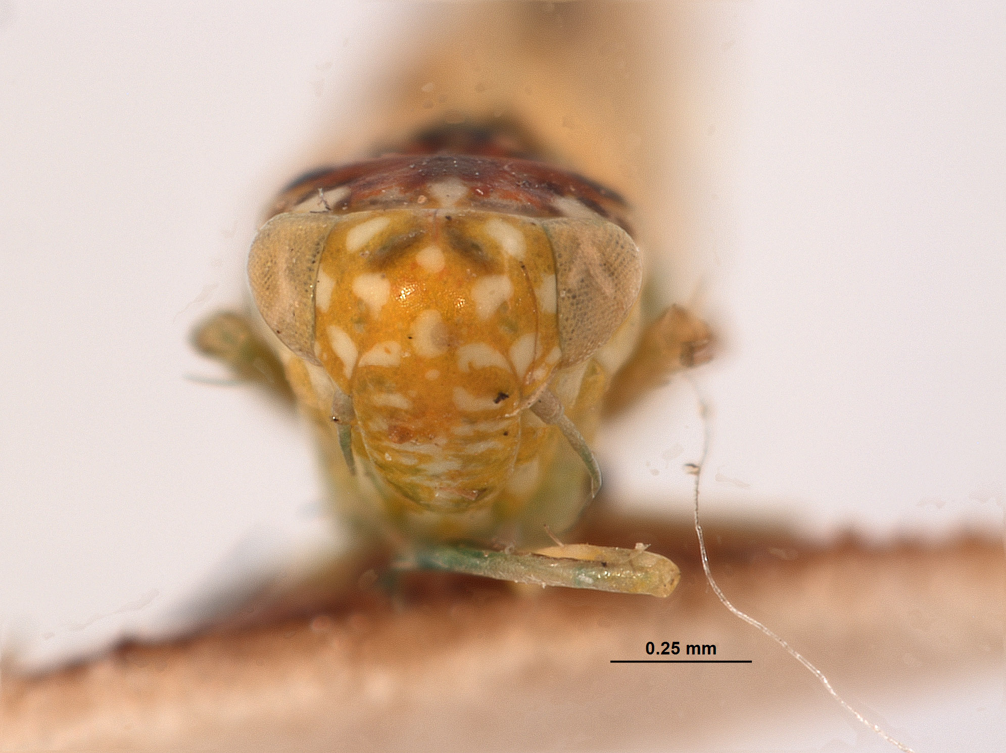 Empoasca ruficeps image