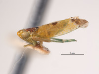 Empoasca ruficeps image