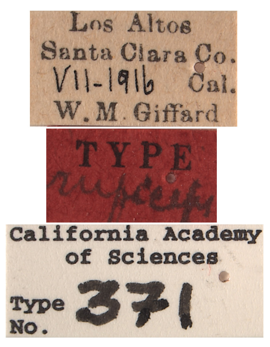 Empoasca ruficeps image