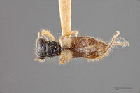 Hydnocera omogera image