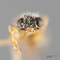 Hydnocera omogera image