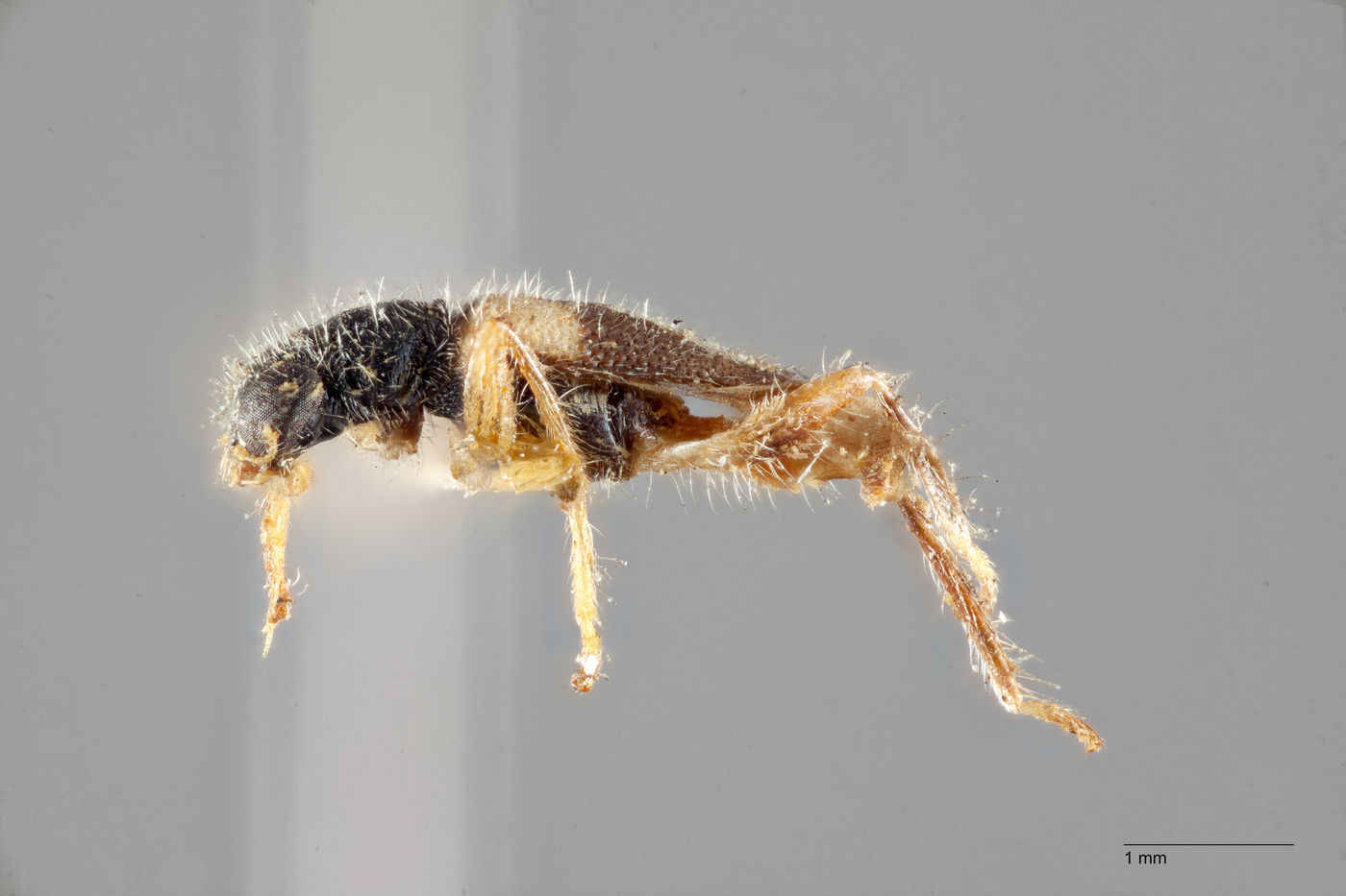Hydnocera omogera image