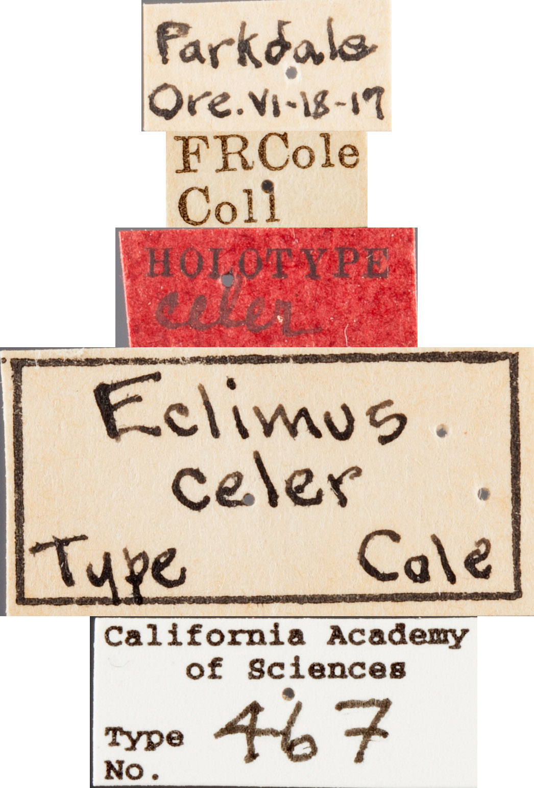 Eclimus celer image