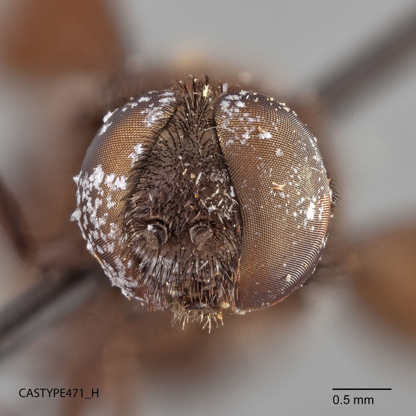 Spongostylum argentatum image