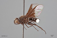 Spongostylum argentatum image