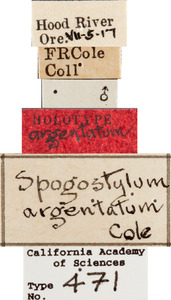 Spongostylum argentatum image