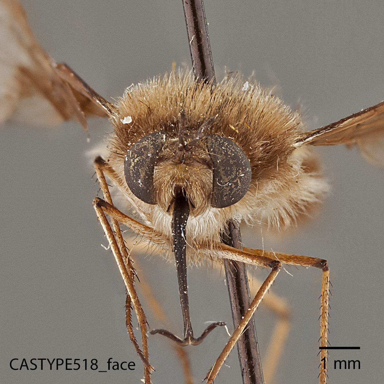 Bombylius silvus image
