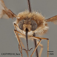 Bombylius silvus image