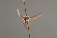 Bombylius silvus image