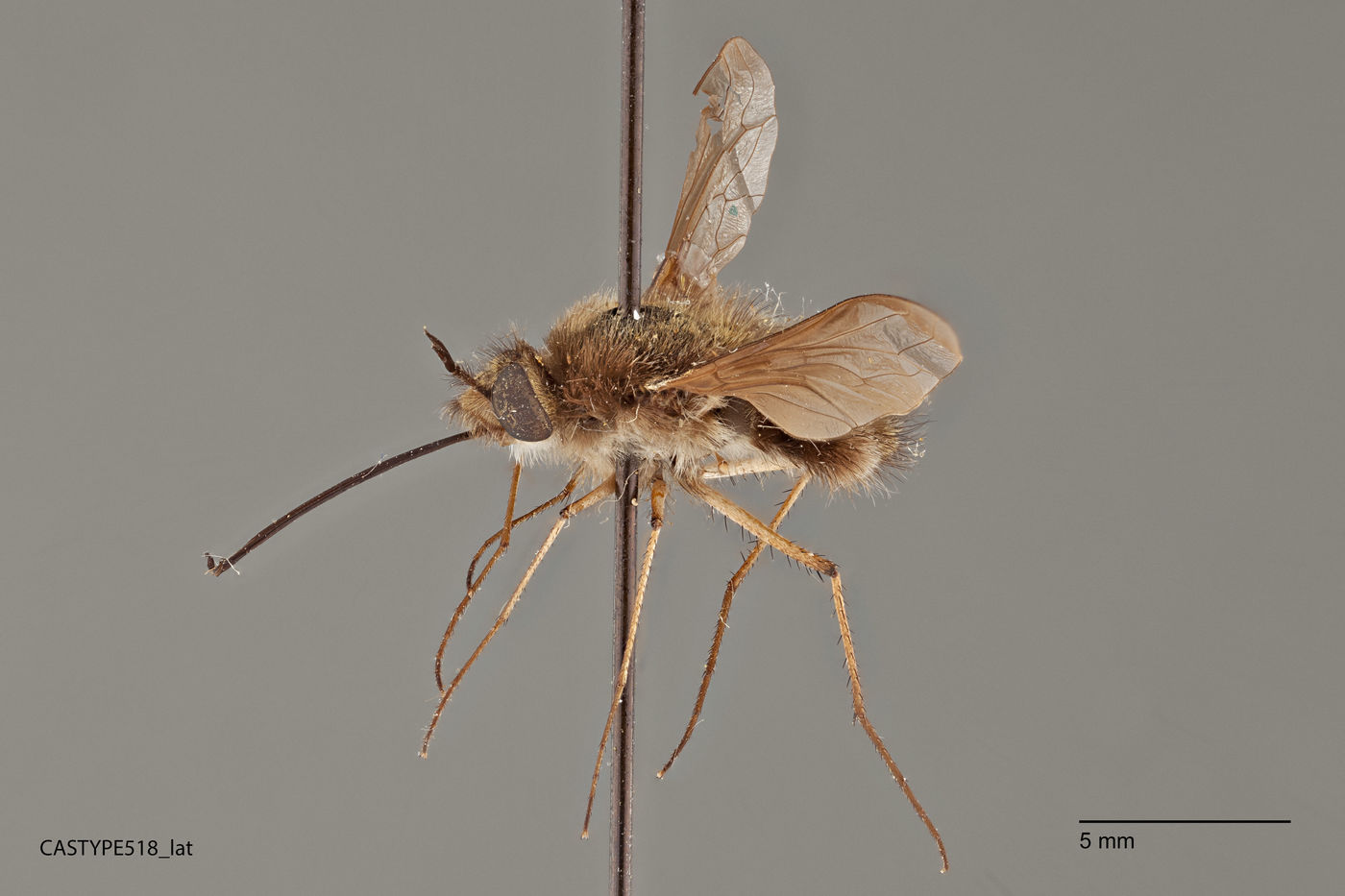 Bombylius image