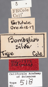 Bombylius silvus image