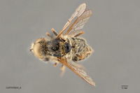 Epacmus nitidus image