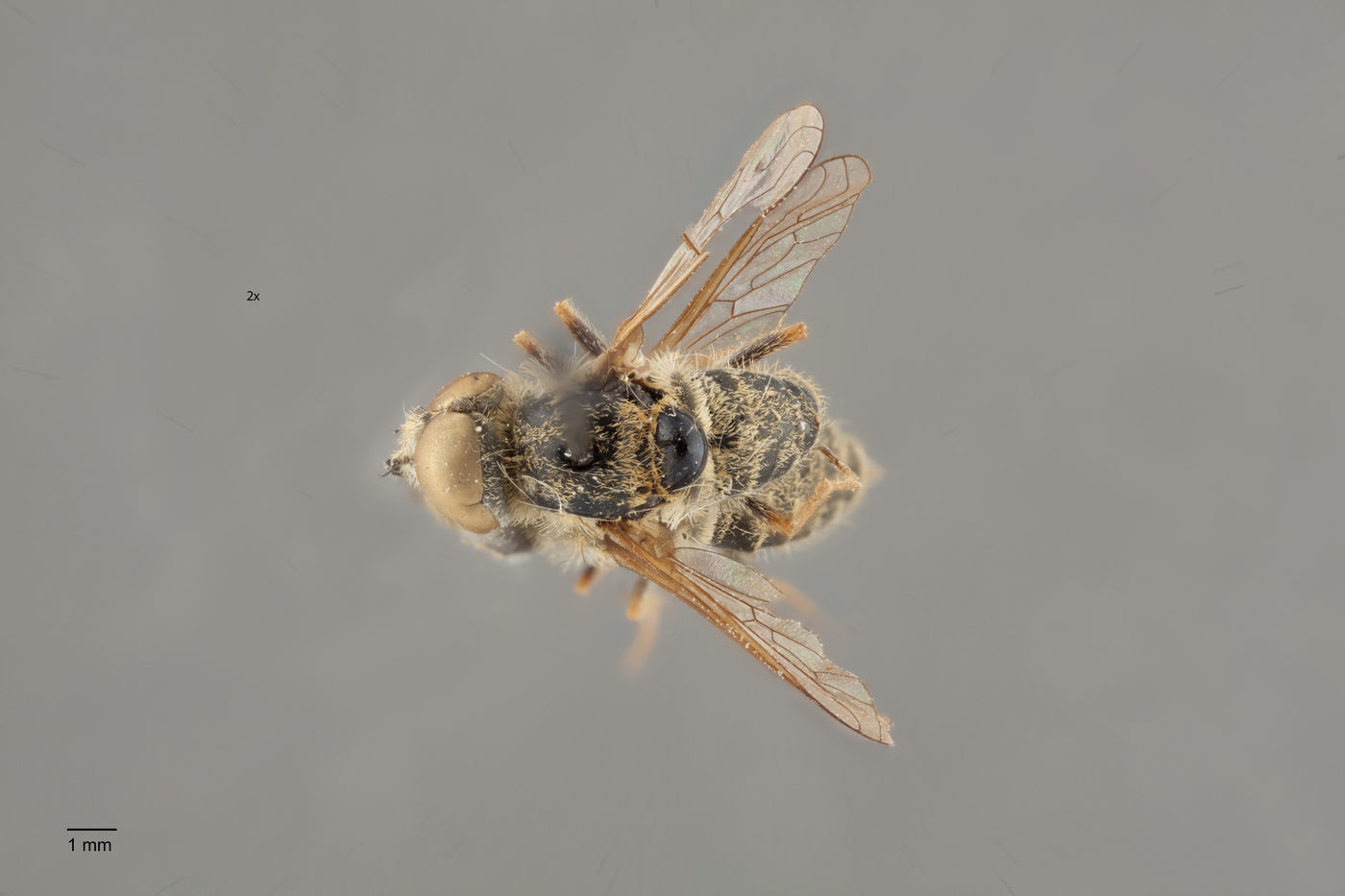 Epacmus nitidus image