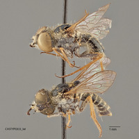 Epacmus nitidus image