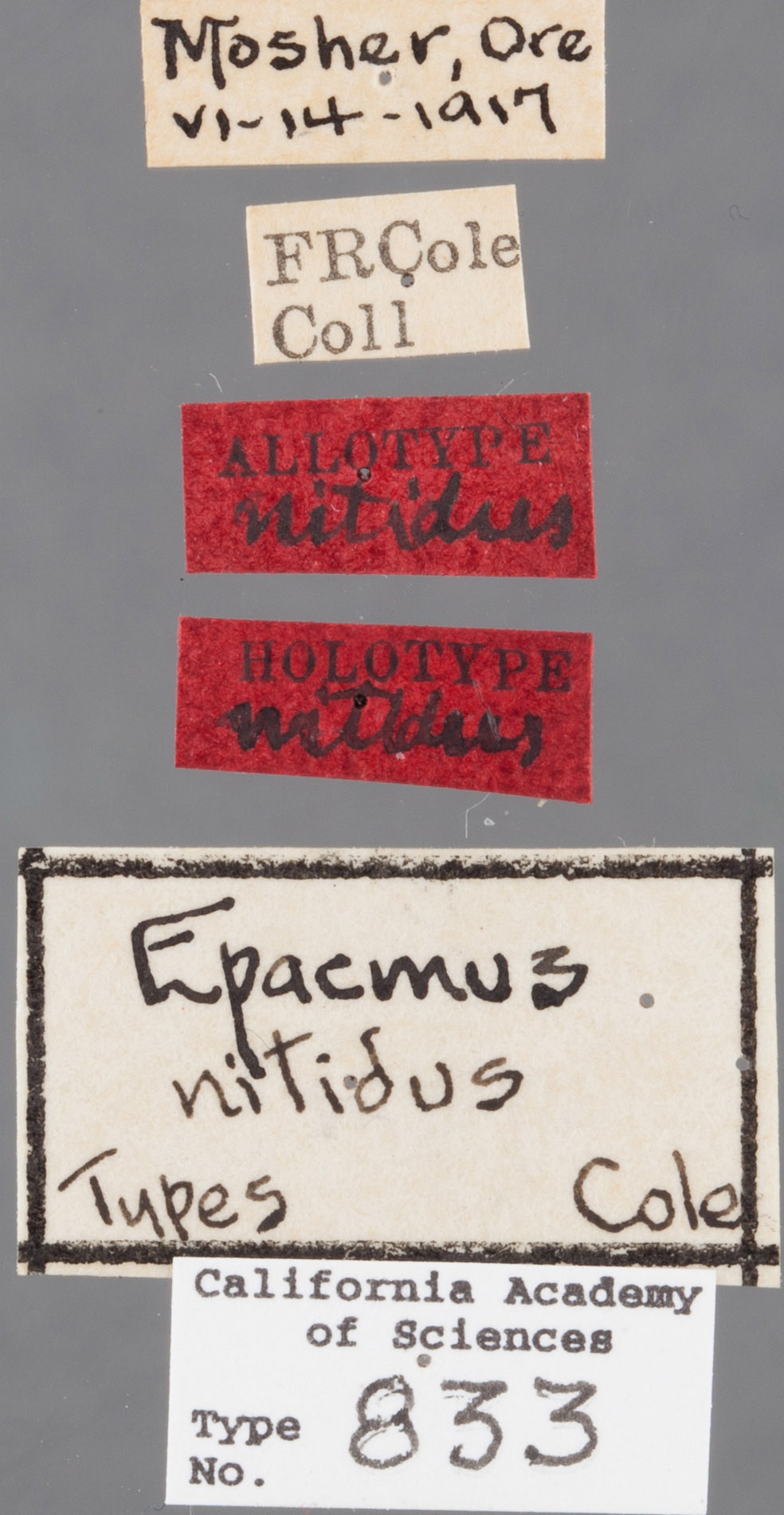 Epacmus nitidus image