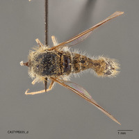 Aphoebantus borealis image