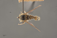 Aphoebantus borealis image