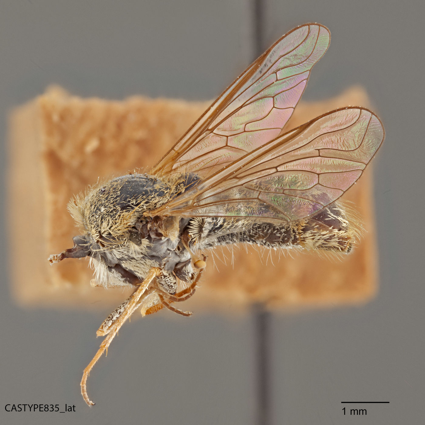 Aphoebantus image
