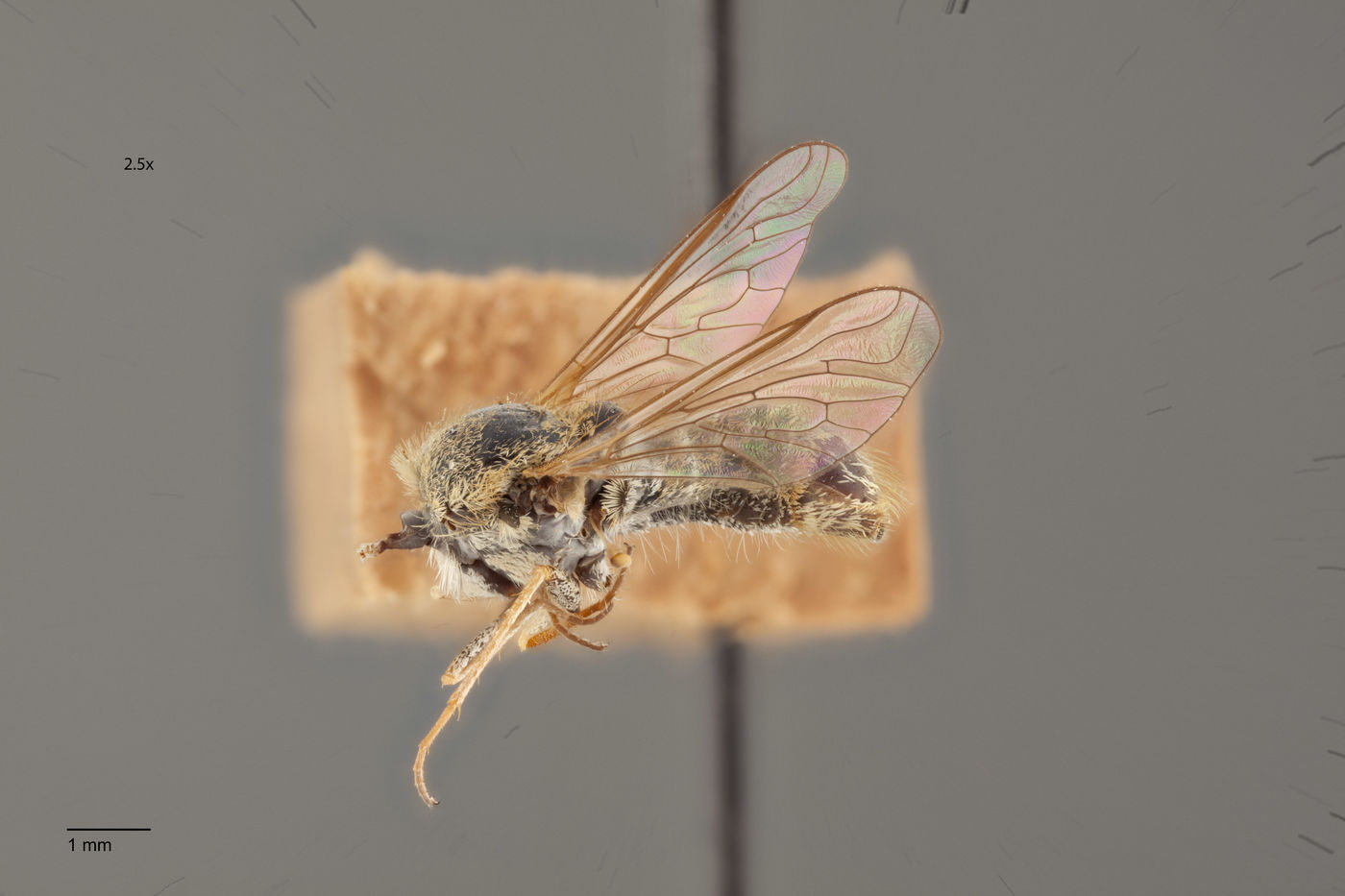 Aphoebantus borealis image