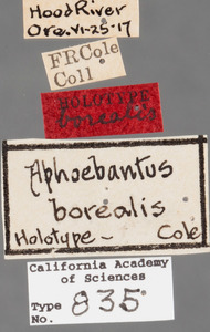 Aphoebantus borealis image