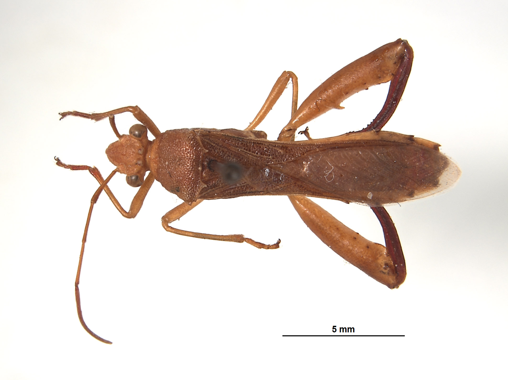 Hyalymenus (Tivarbus) image